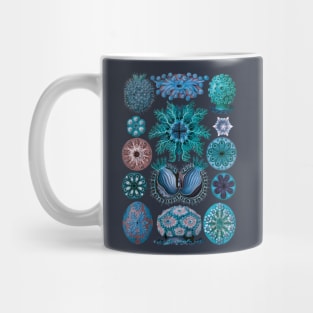 Ernst Haeckel Ascidiae Sea Squirts Teal Mug